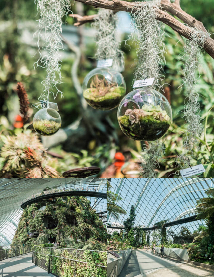 5-濱海灣植物4.jpg
